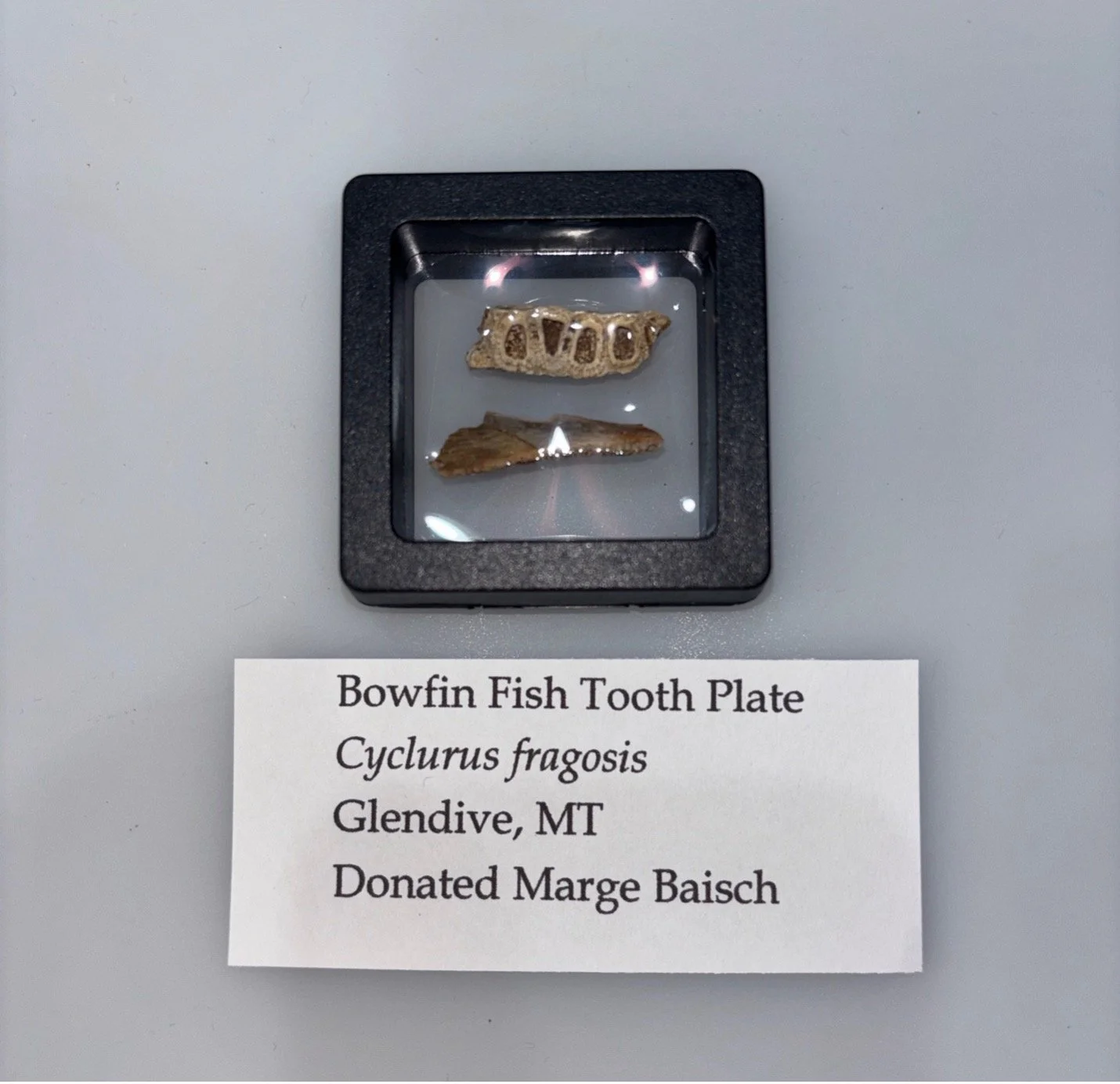 bowfin1.jpg