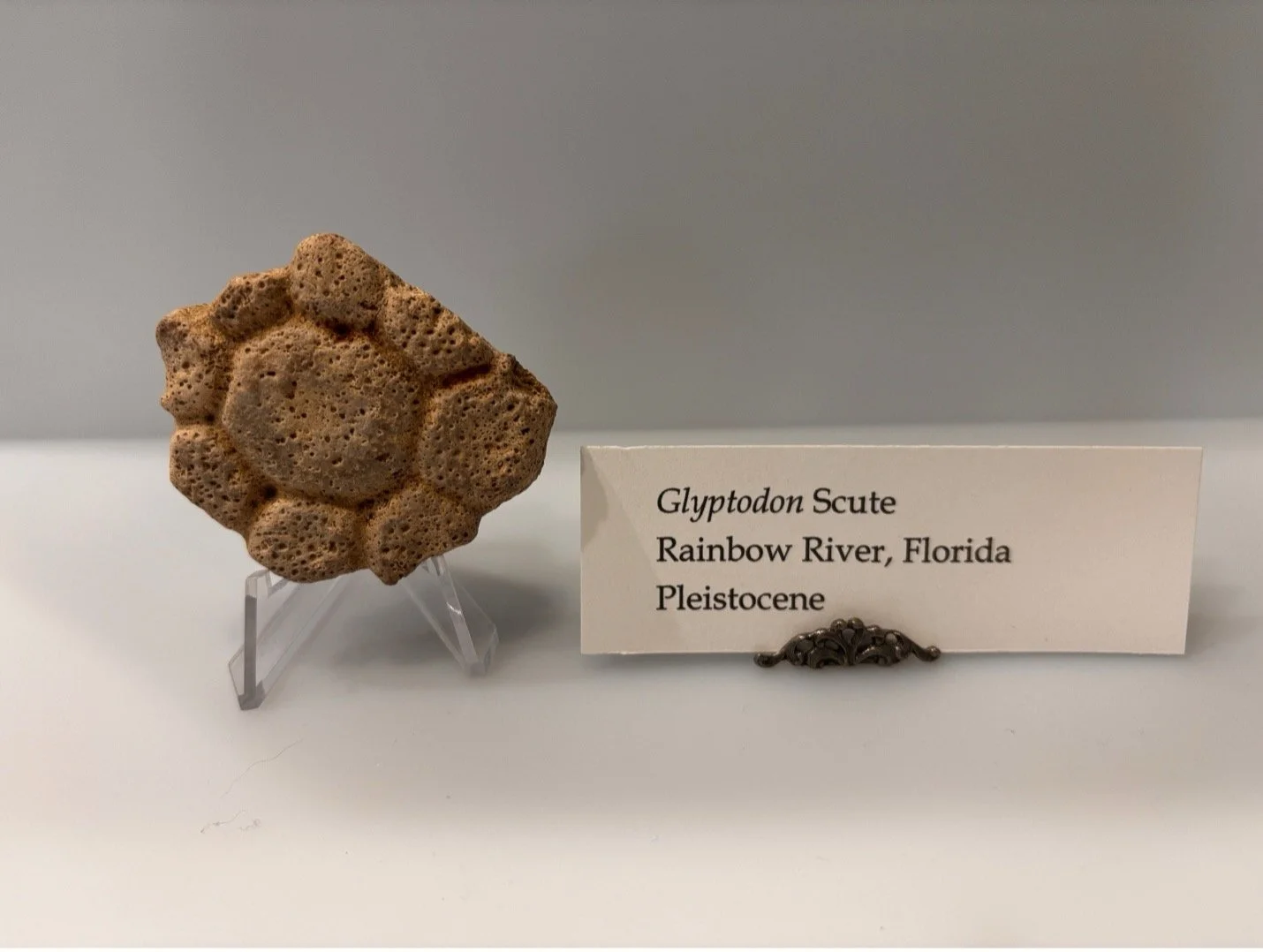 Glyptodon