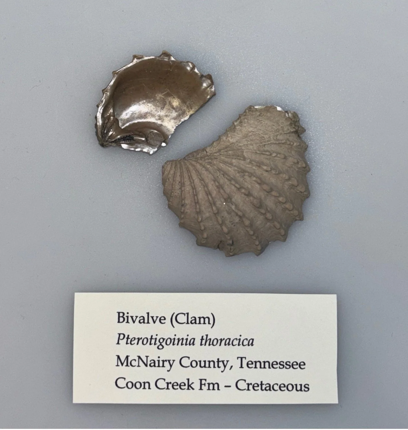 bivalve.jpg