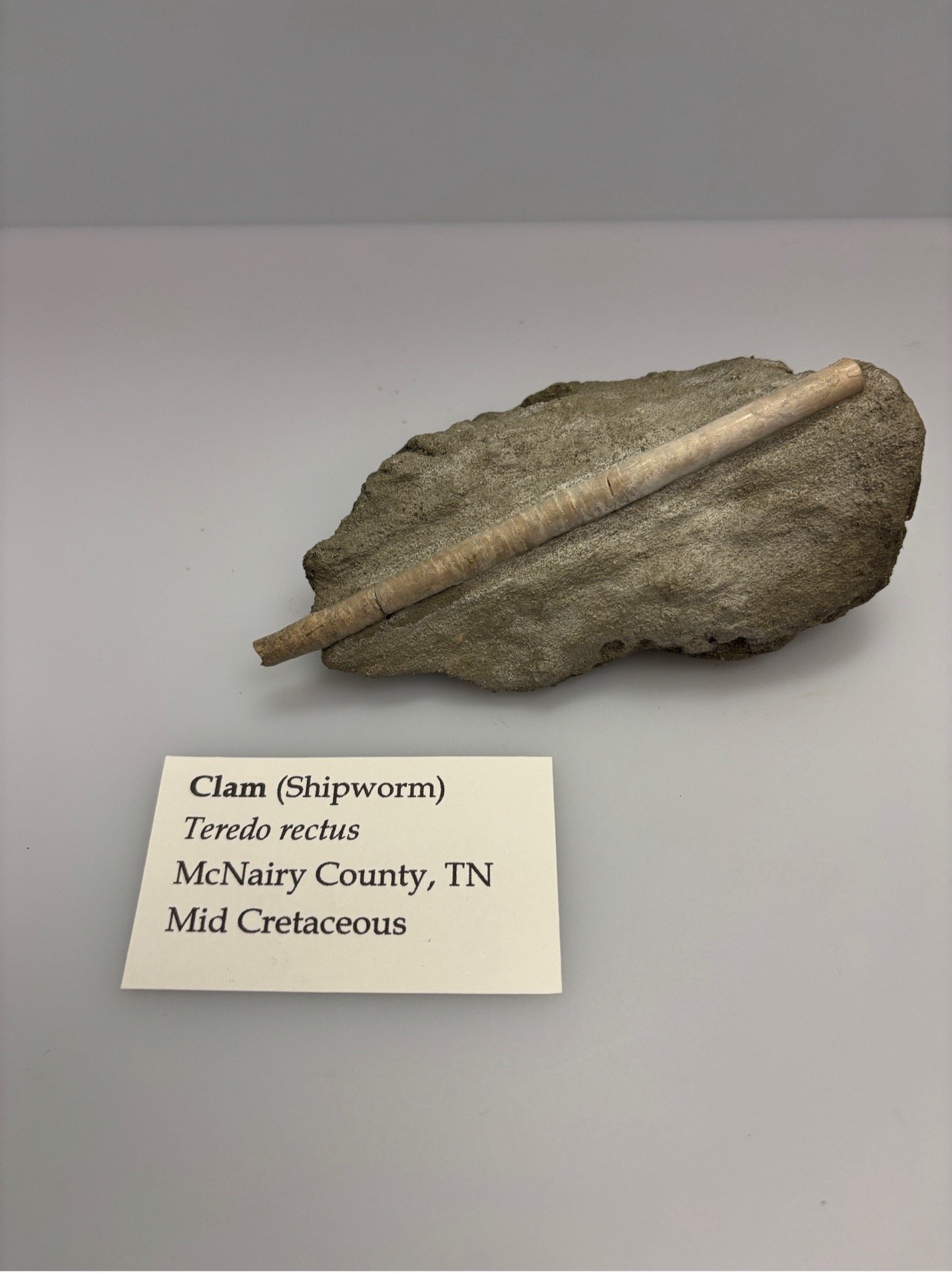 bivalve 3.jpg