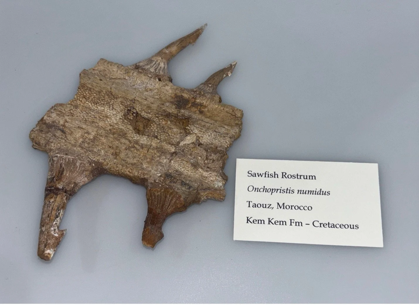 Ancient Sawfish