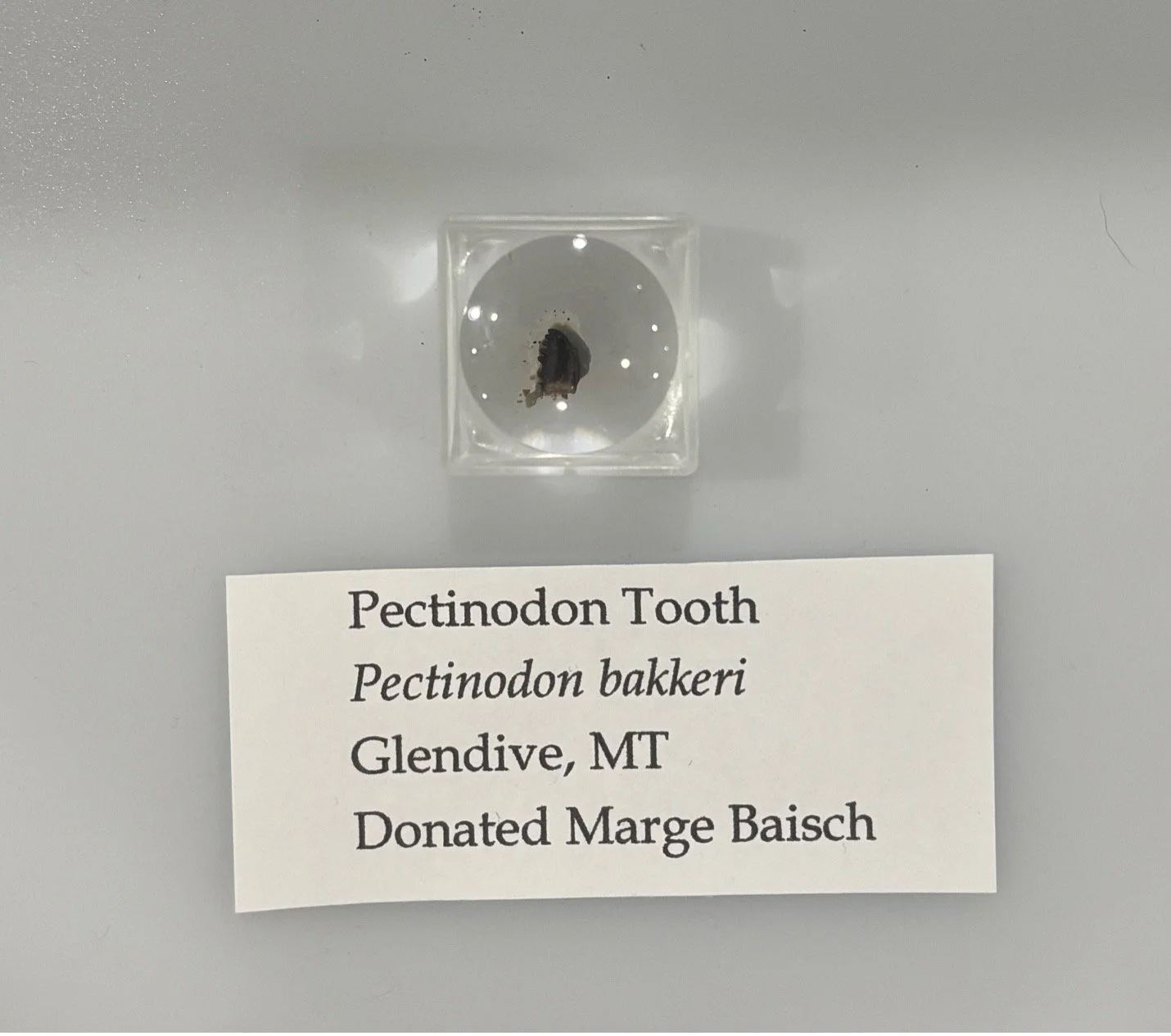 Pectinodon bakkeri