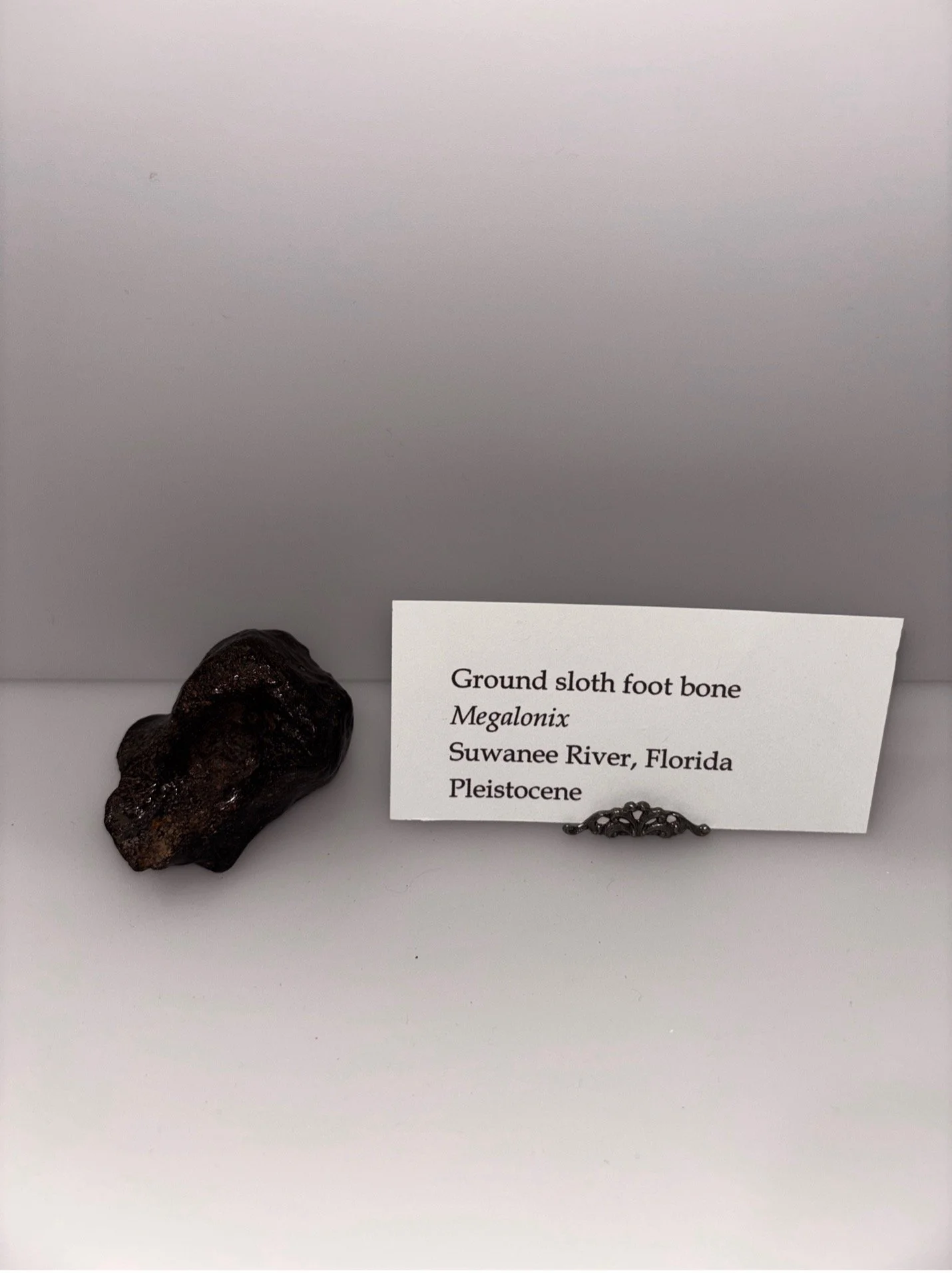 Giant Ground Sloth