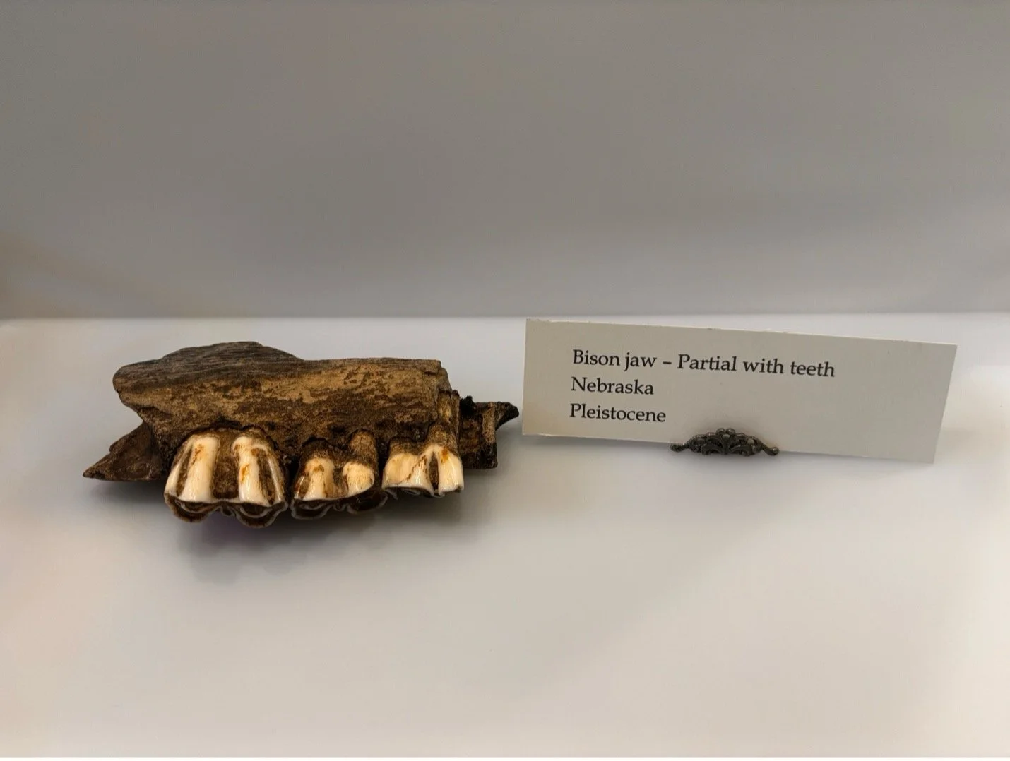 Pleistocene Bison
