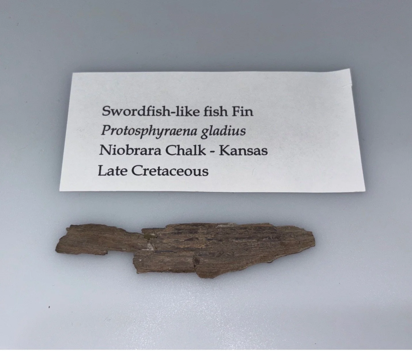 Swordfish-like Fish
