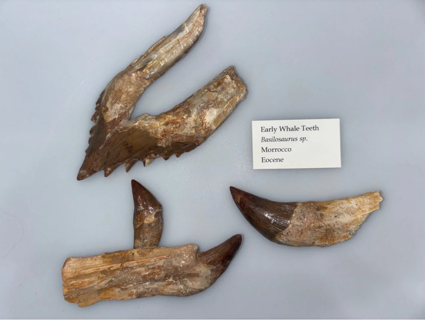 Ancient Whale