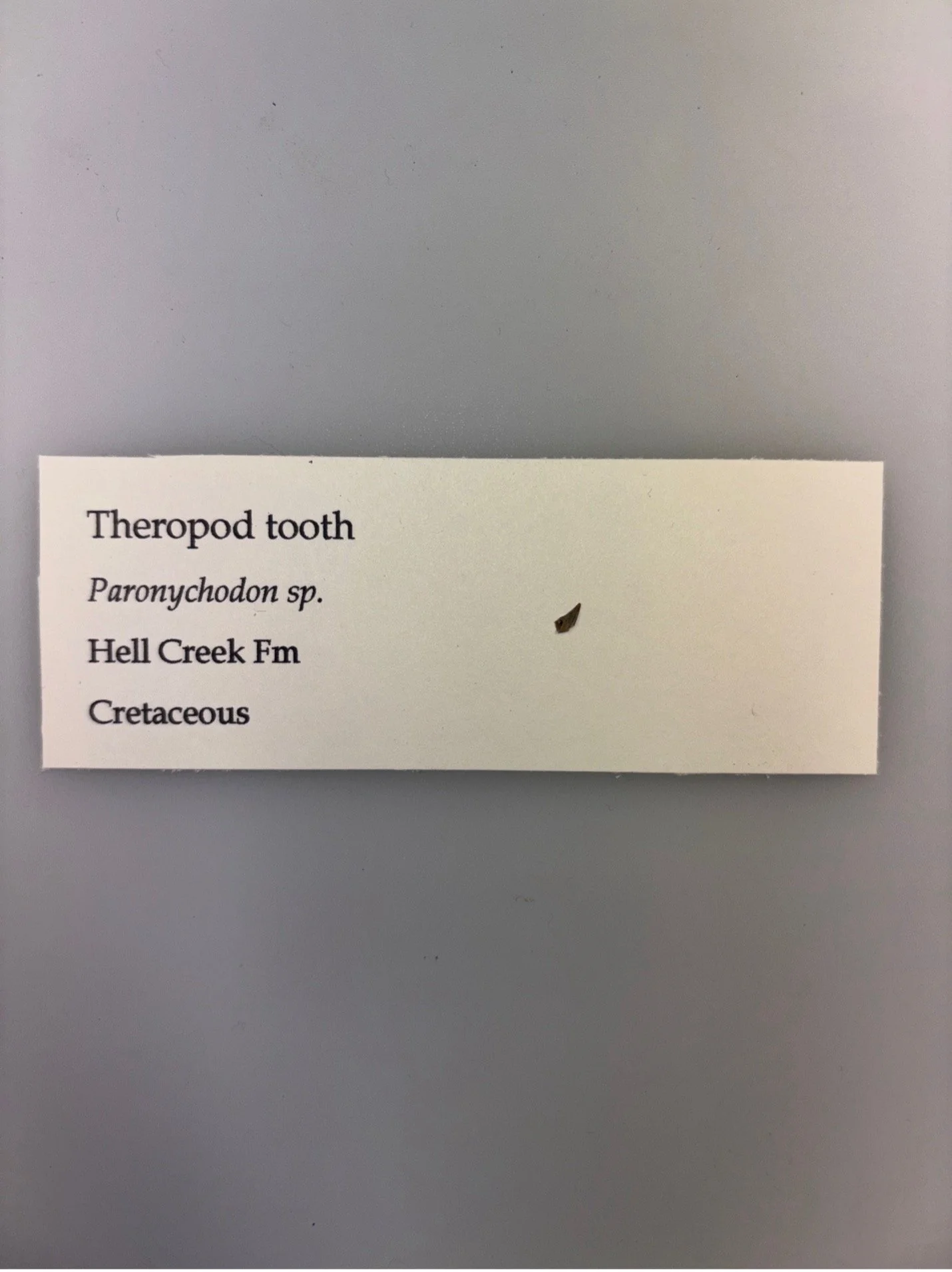 Paronychodon