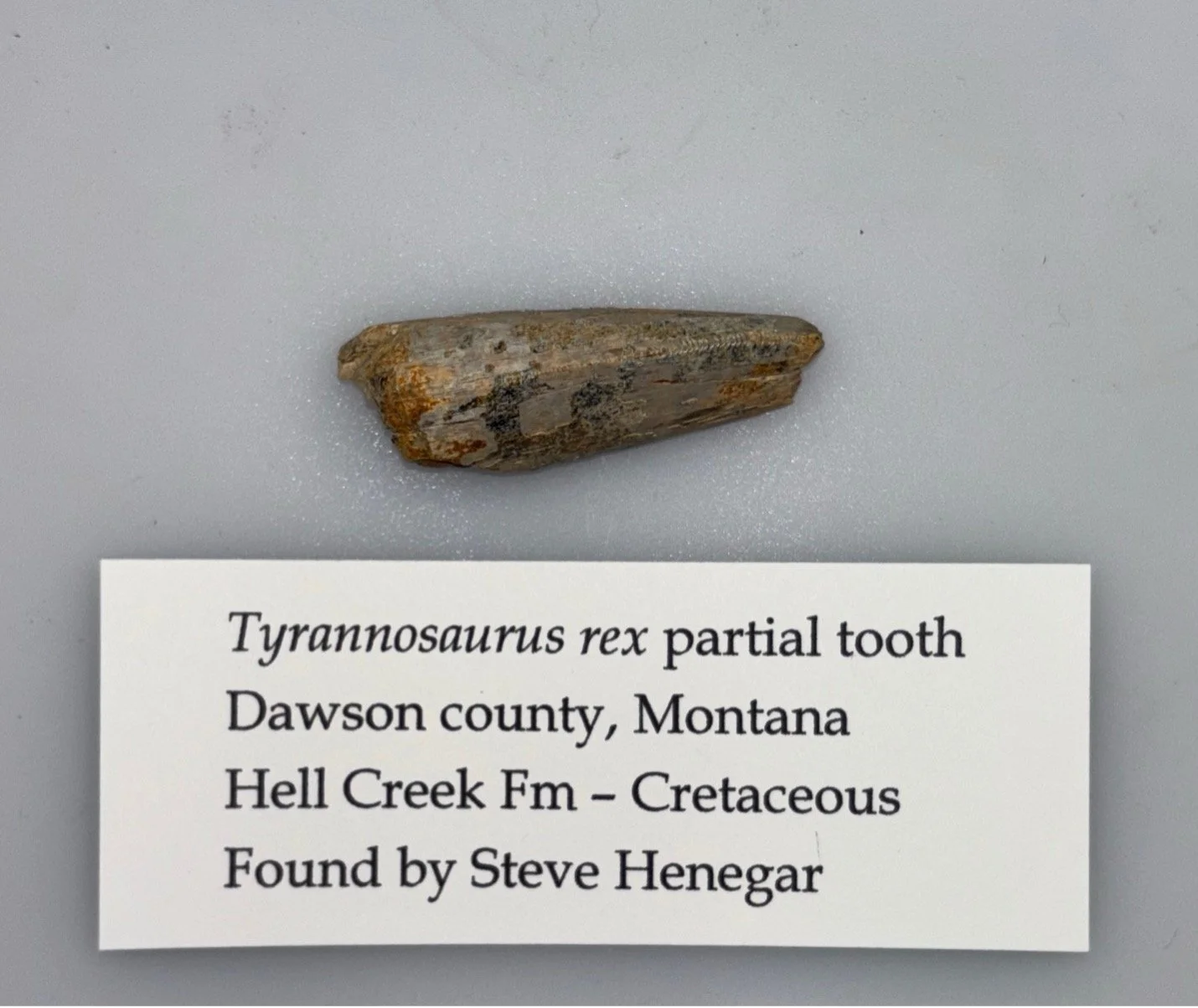 trex5.jpg