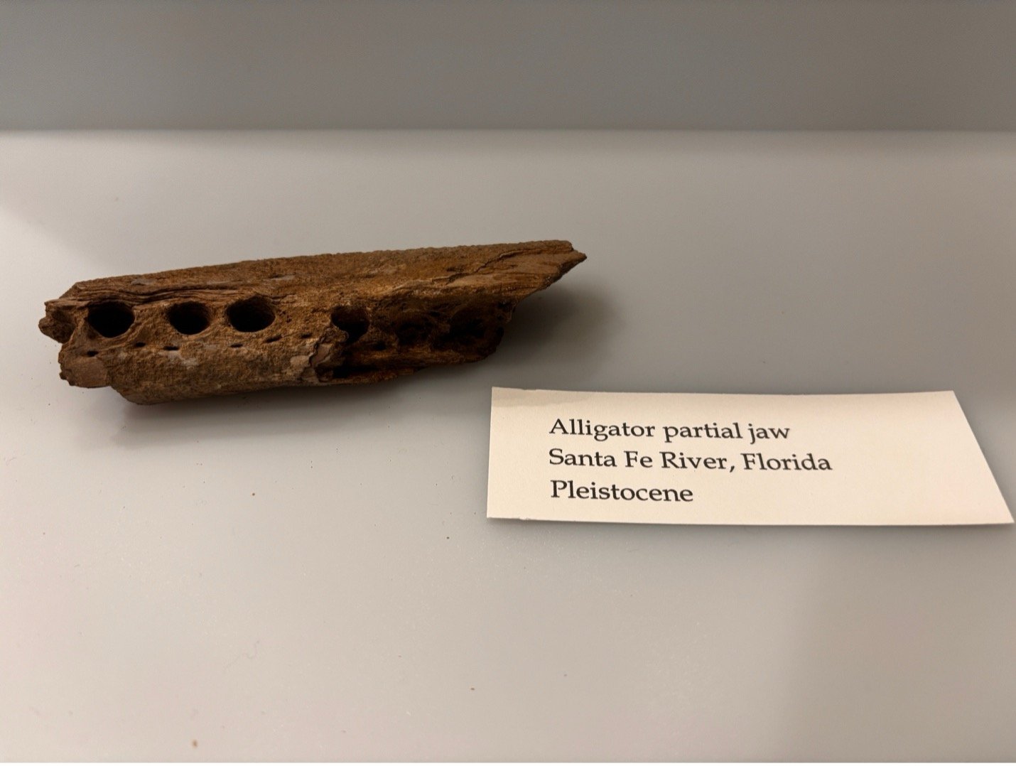 alligator jaw 2.jpg