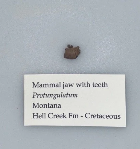 Early Placental Mammal