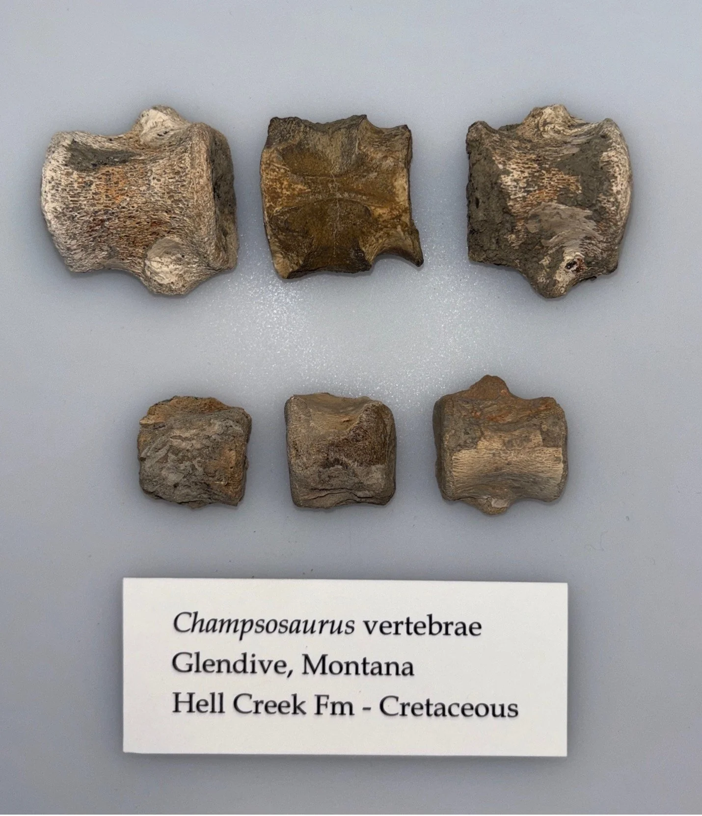 Champsosaurus
