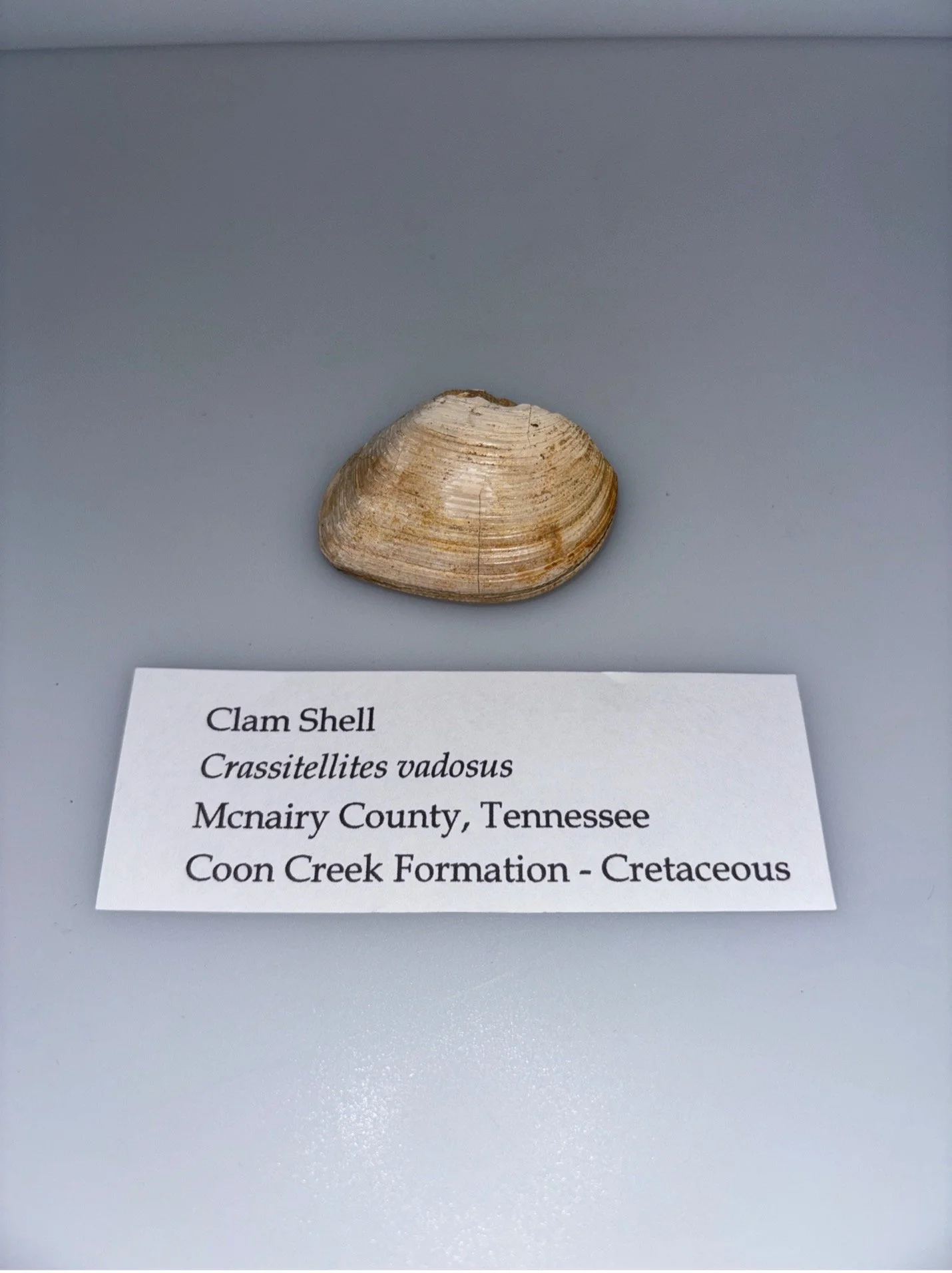 bivalve 2.jpg