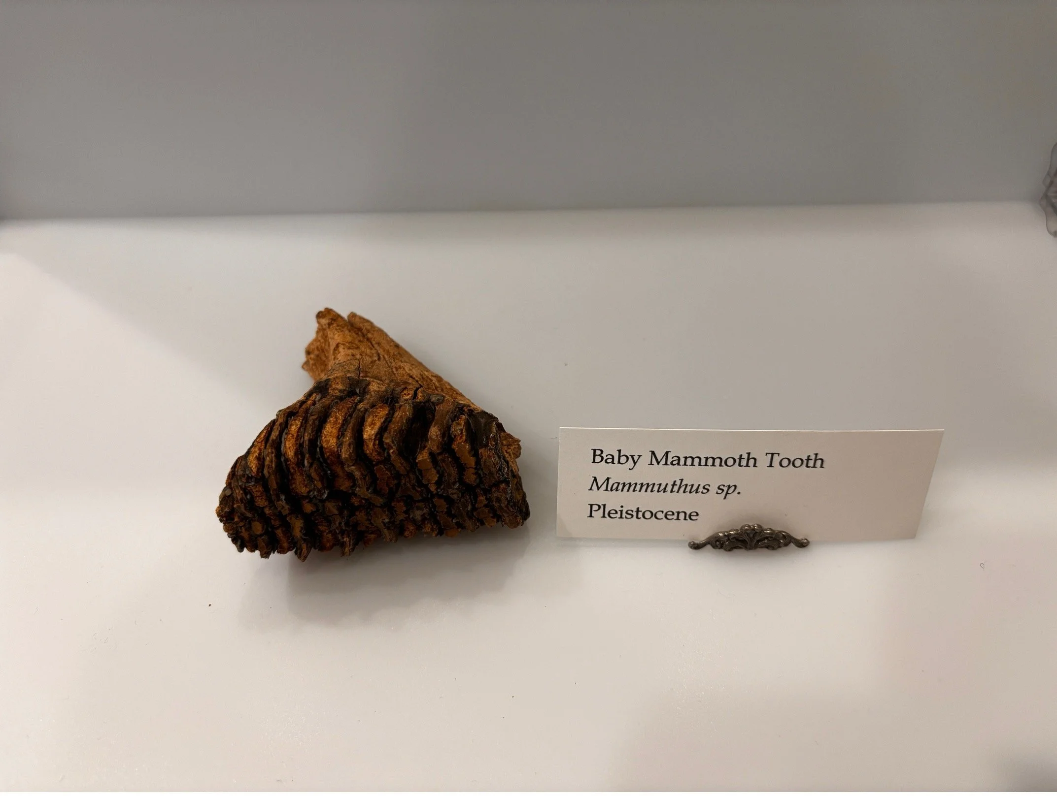 mammoth3.jpg