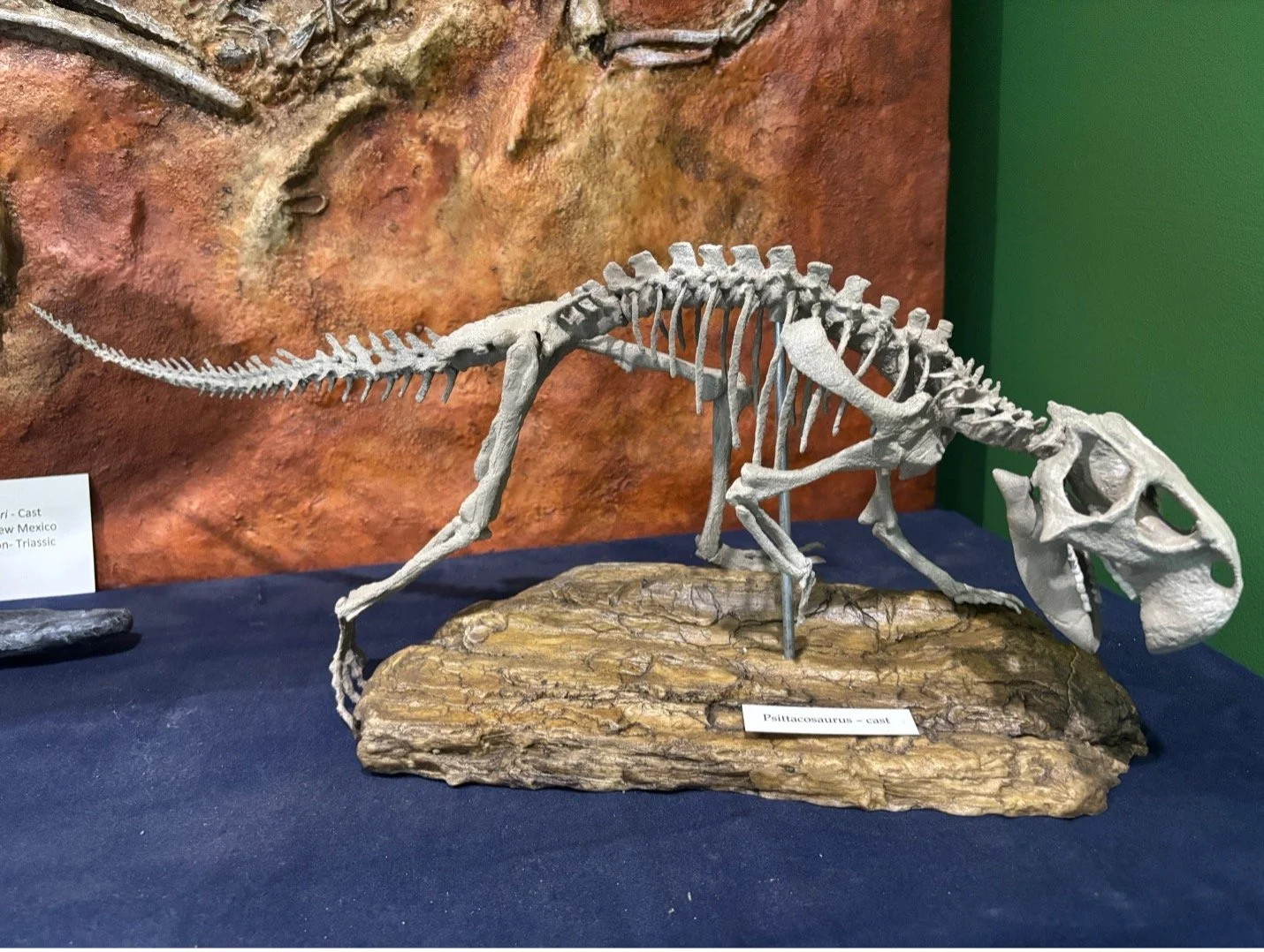 Psittacosaurus