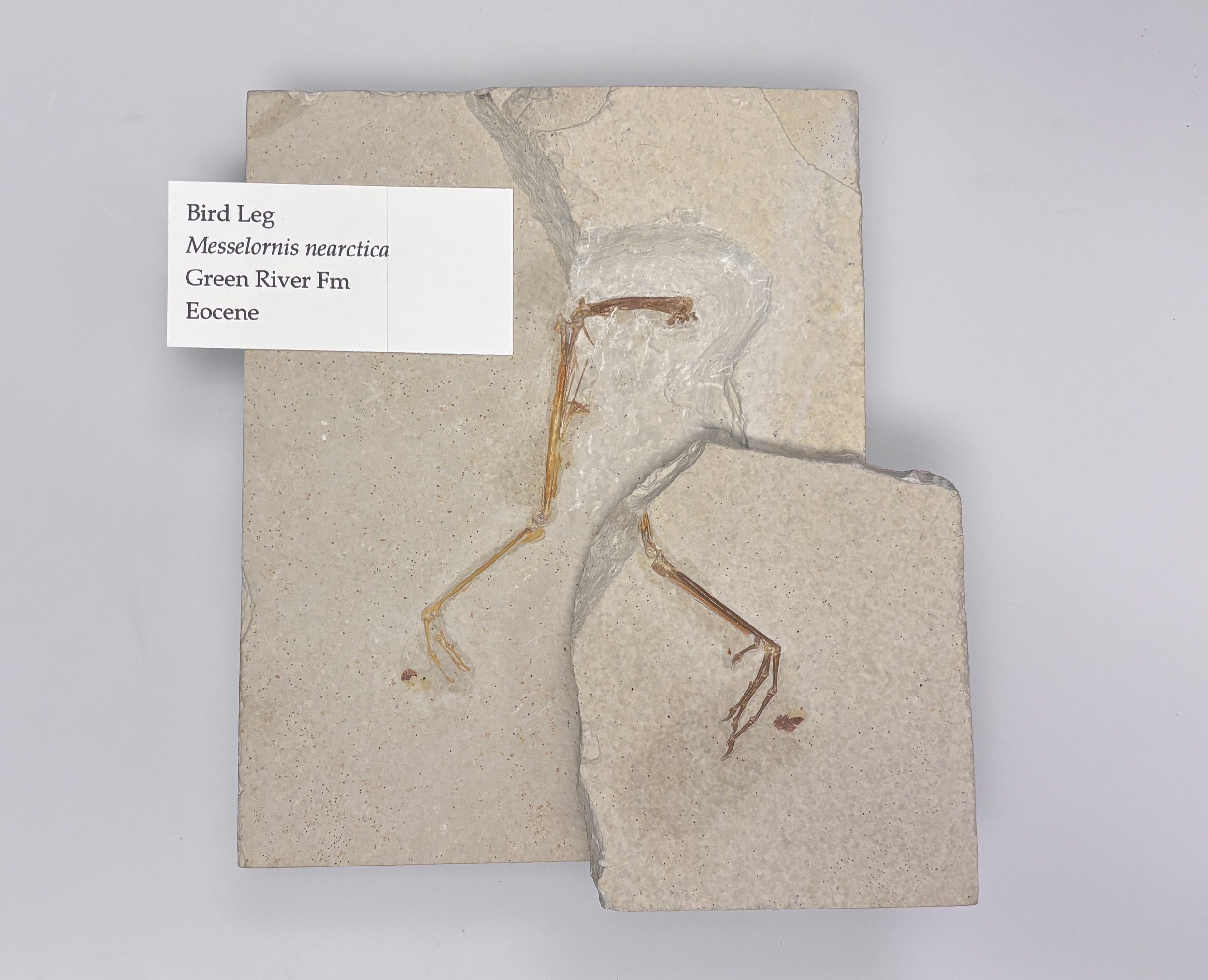 Messelornis nearctica