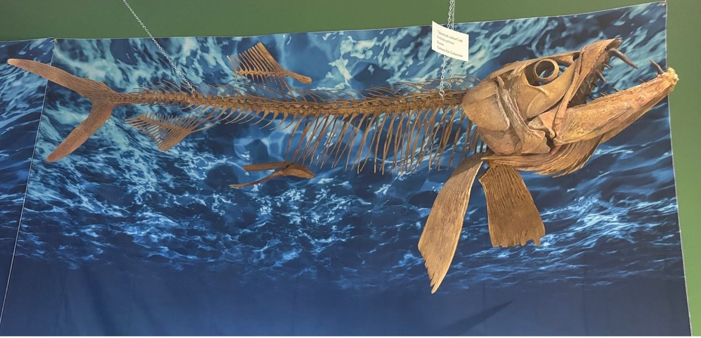 enchodus 2.jpg