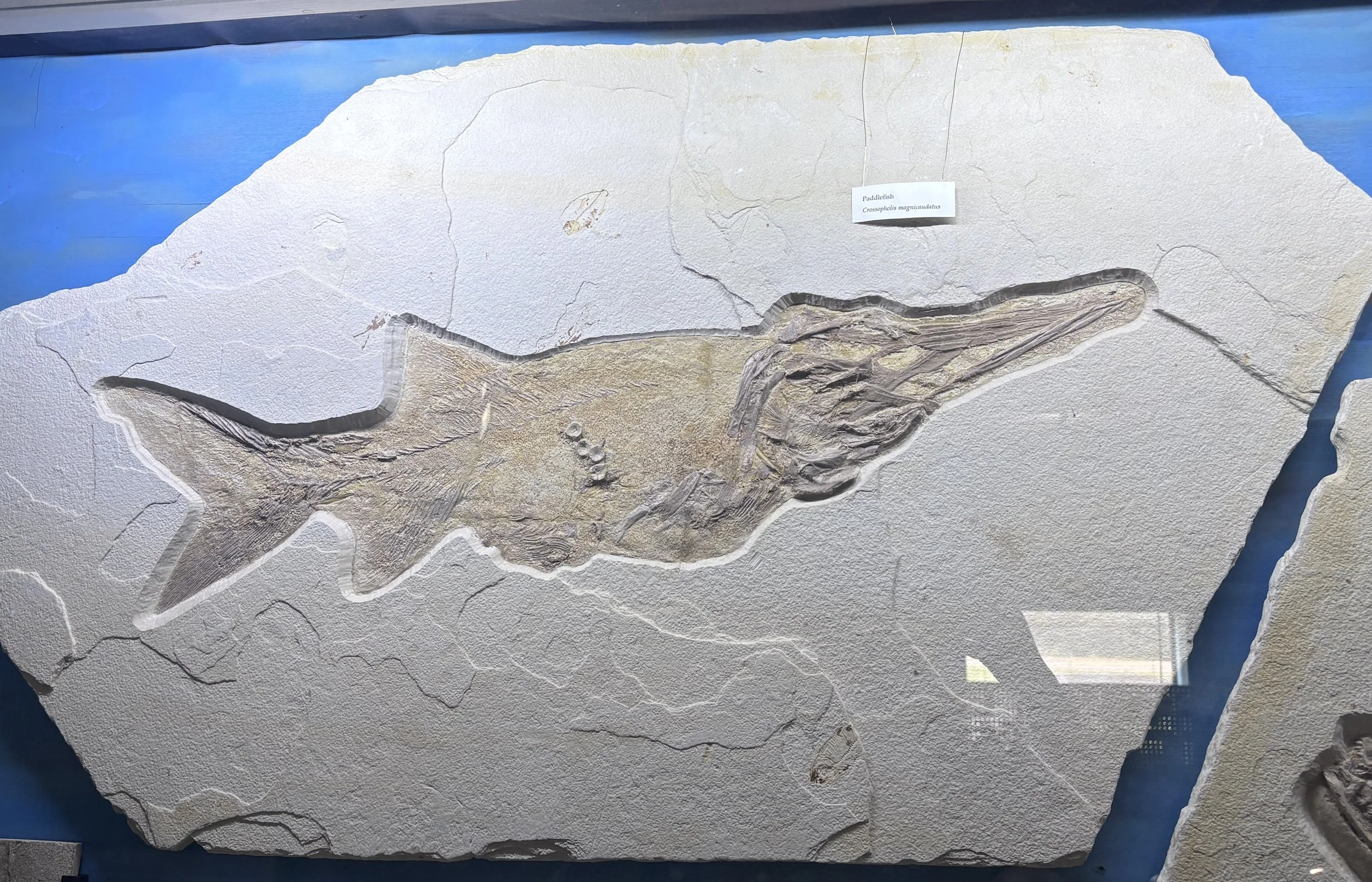 Crossopholis magnicaudatus