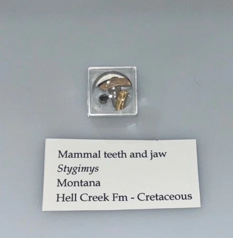 Rodent-like Mammals