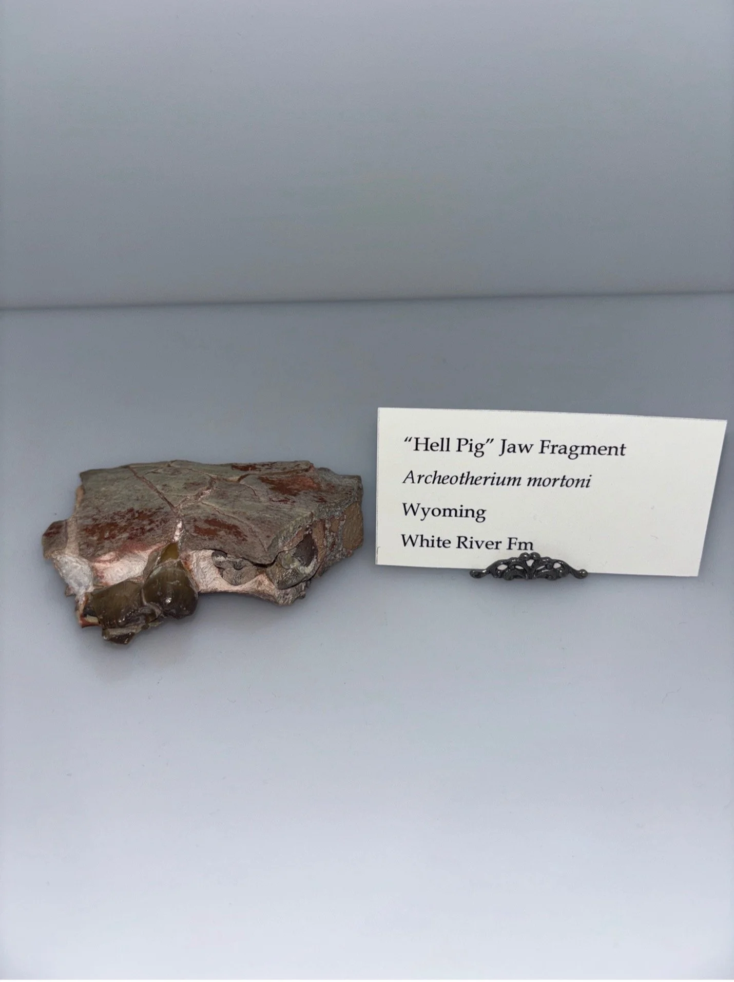 hell pig 2.jpg