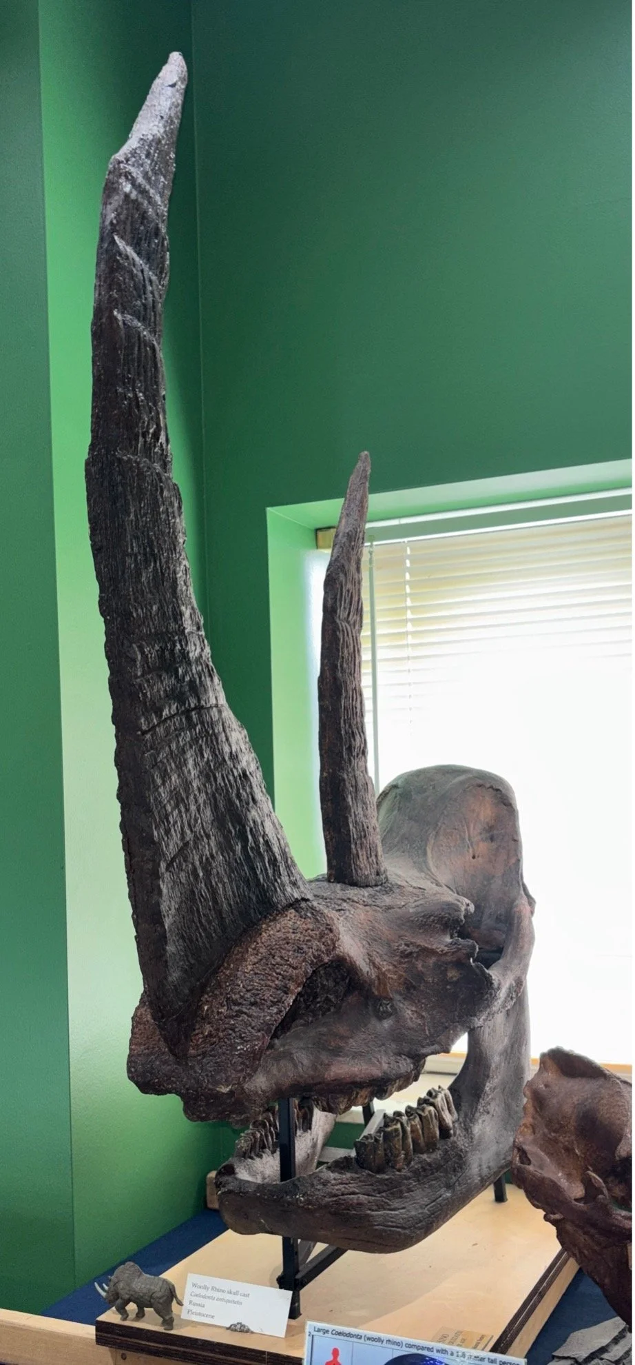 woolly rhino 2.jpg