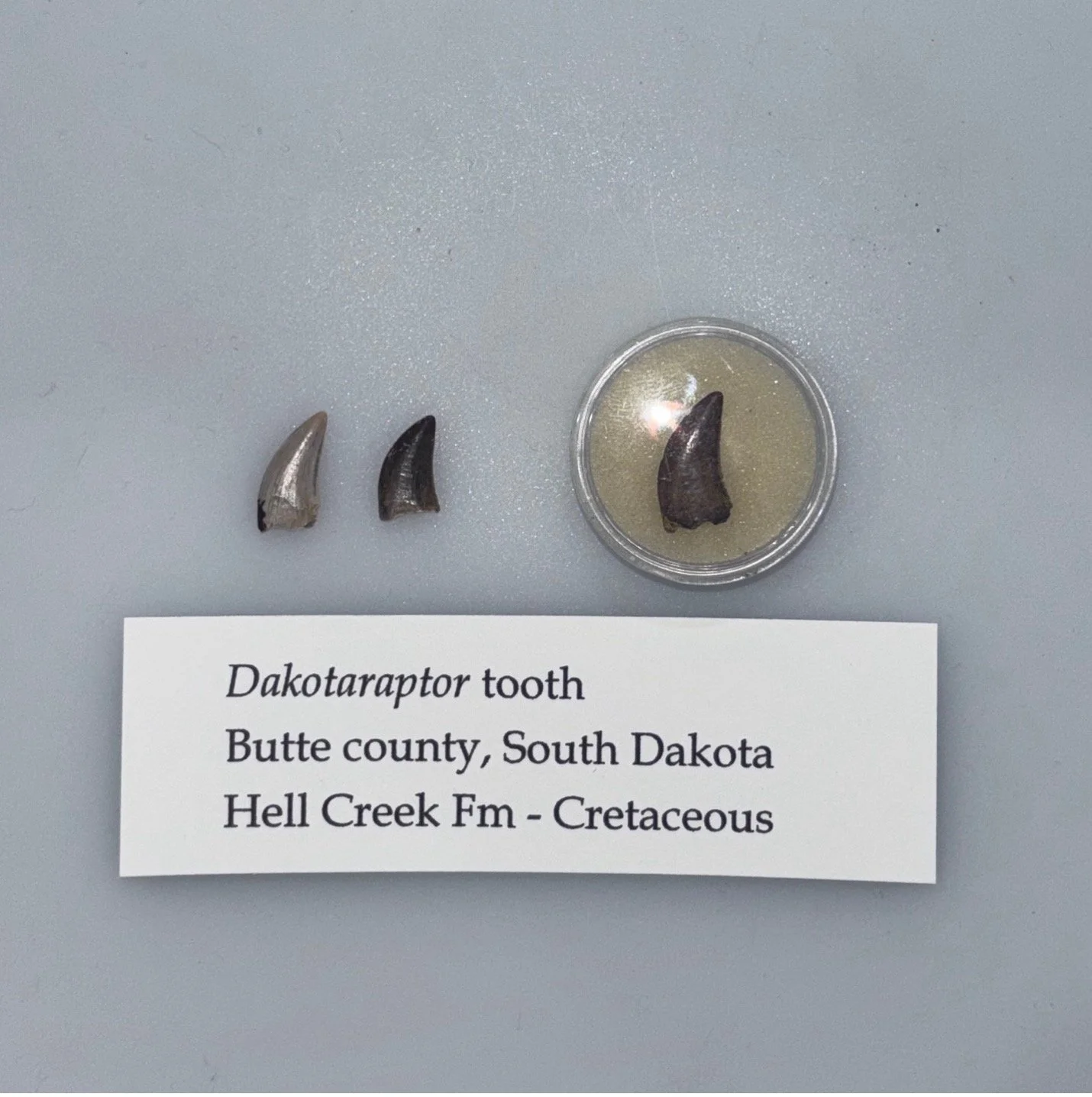 Dakotaraptor