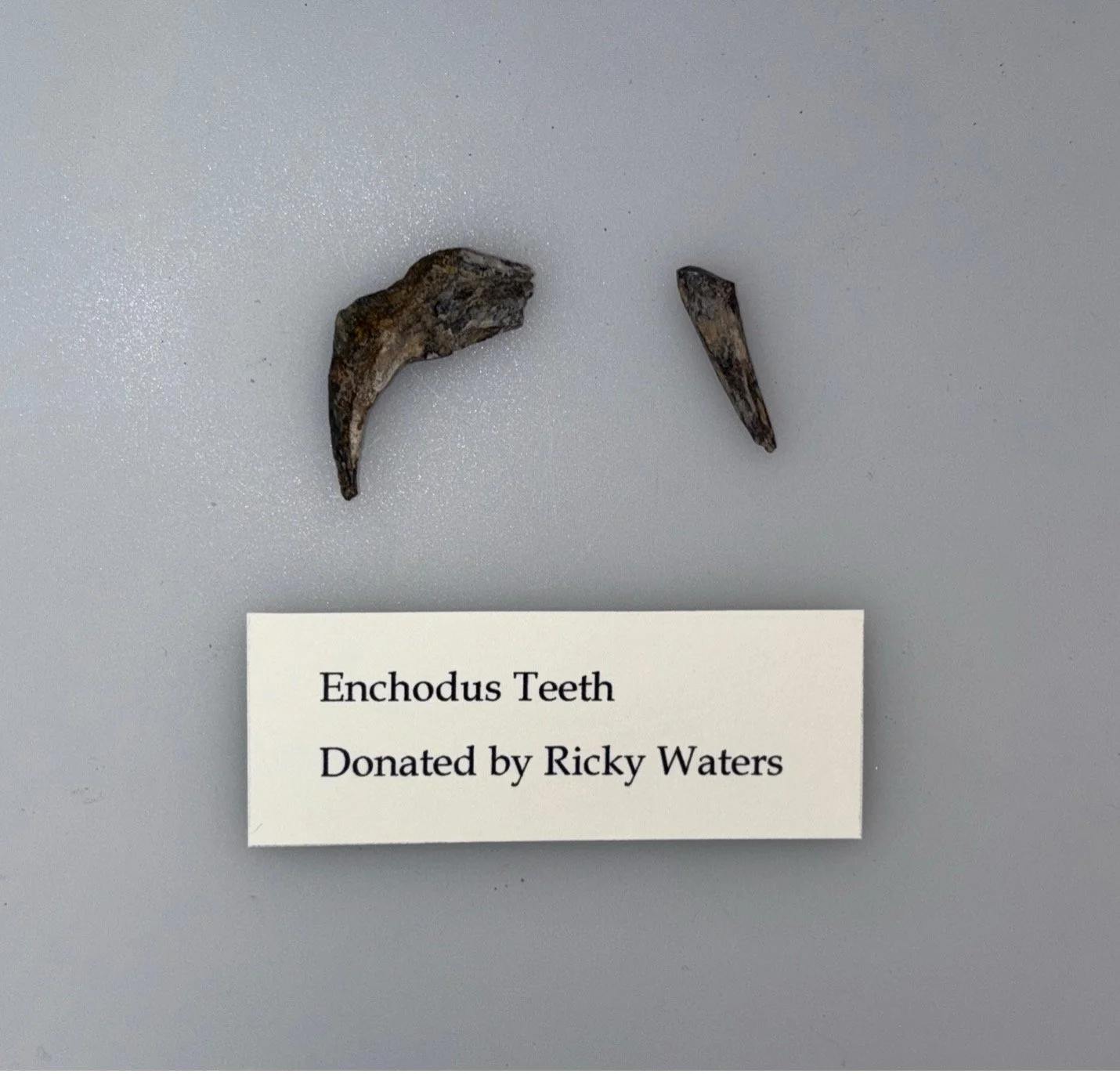 enchodus 3.jpg