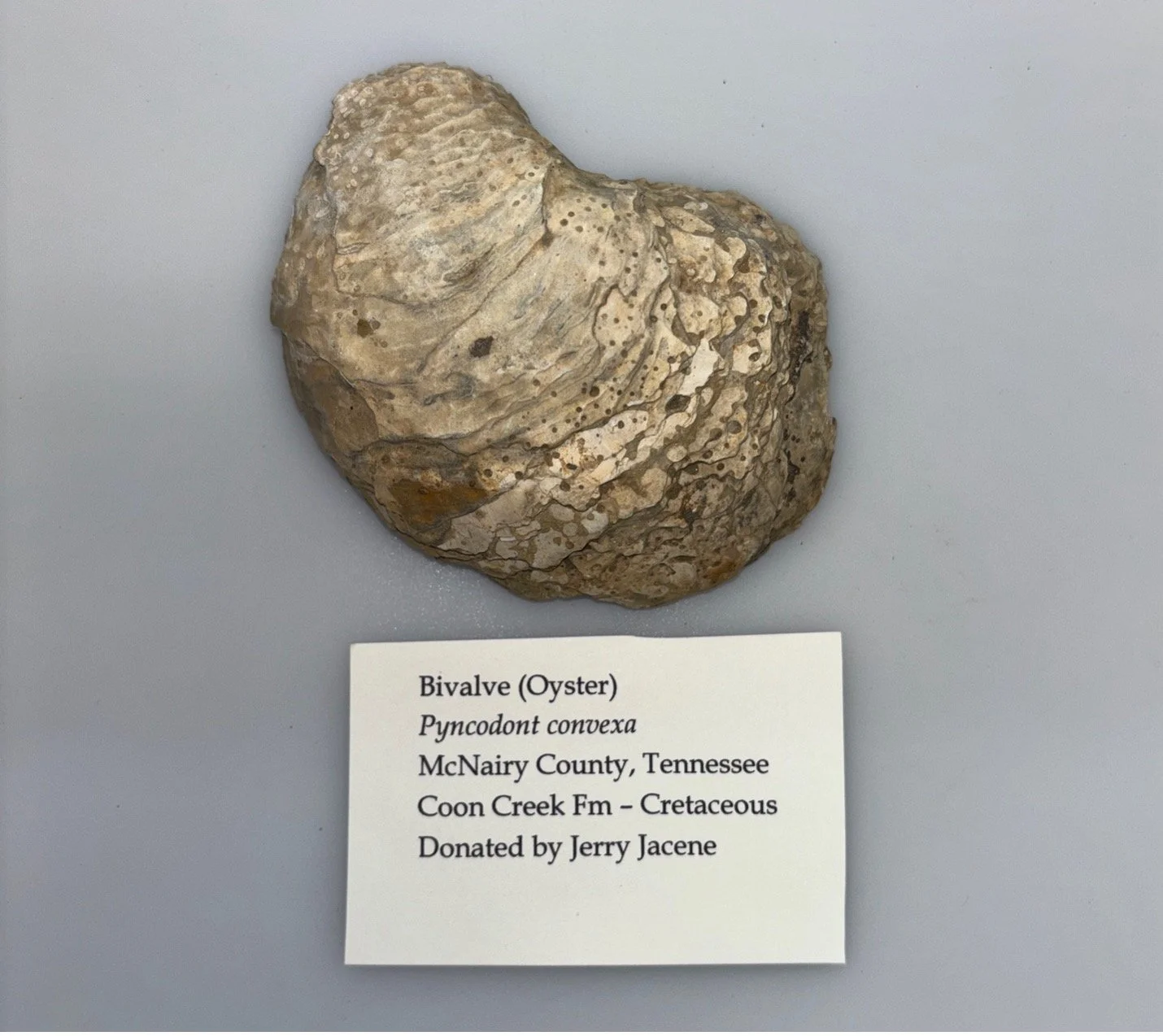 bivalve1.jpg
