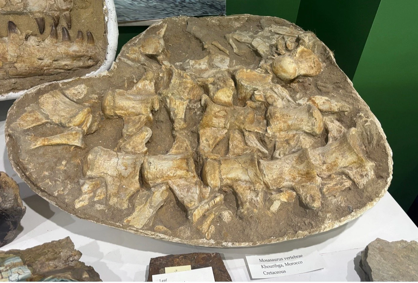 Mosasaur 2.jpg
