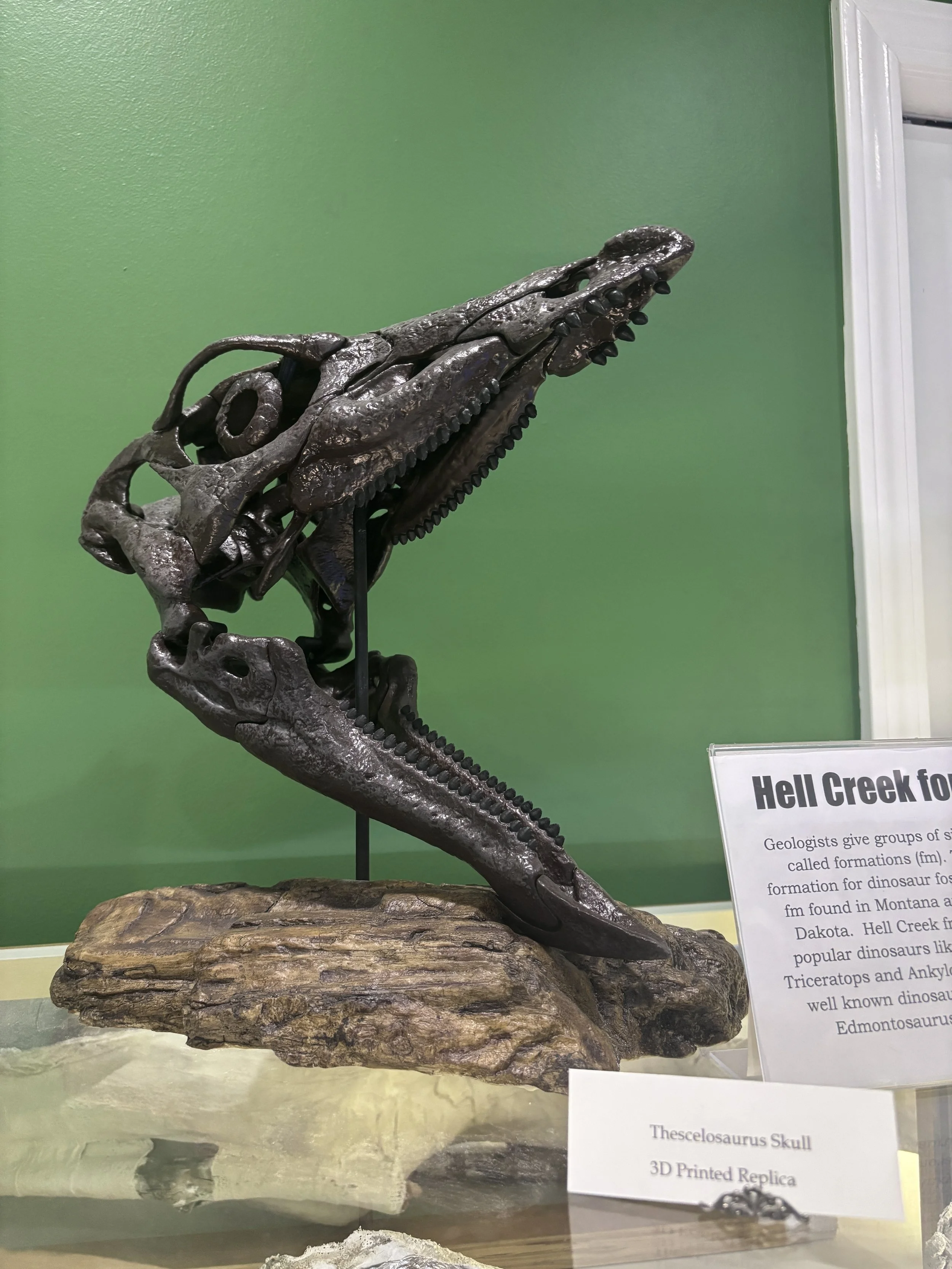 Thescelosaurus