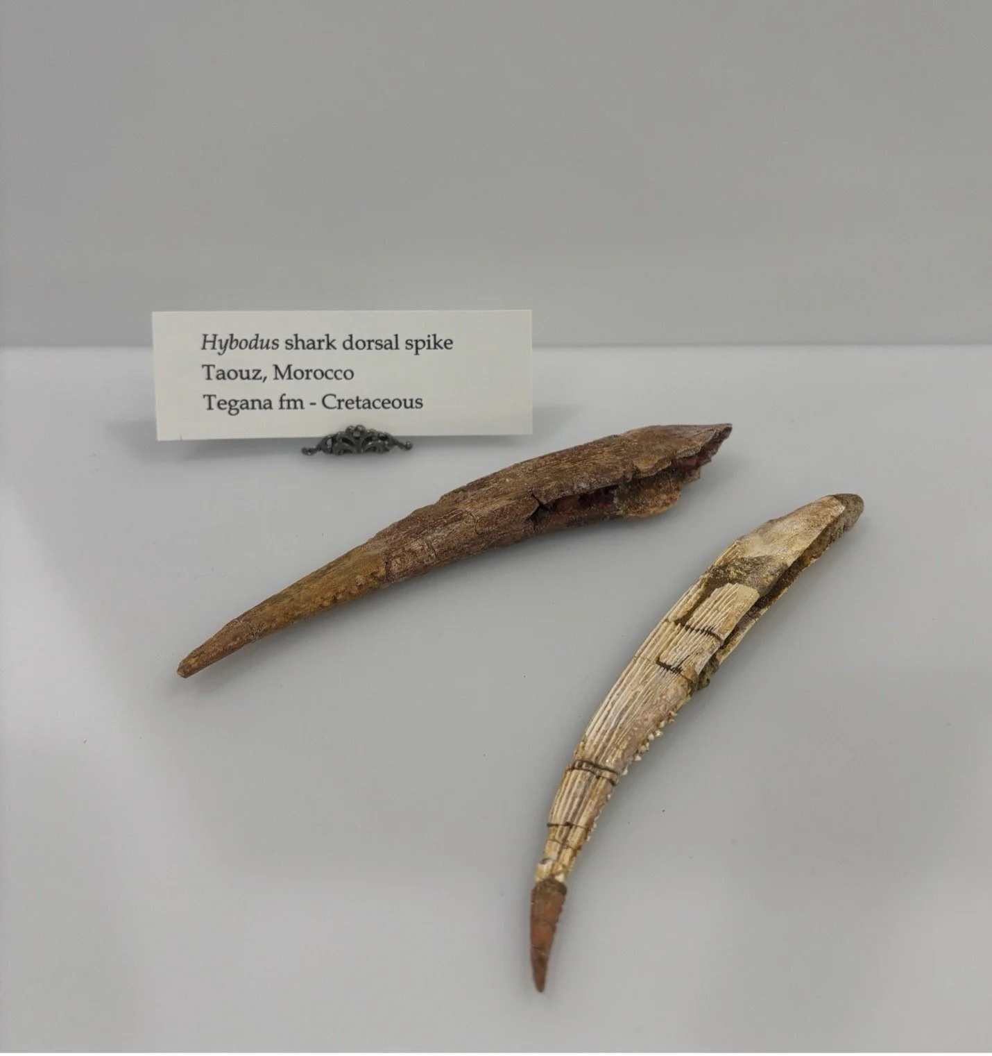 Ancient Shark