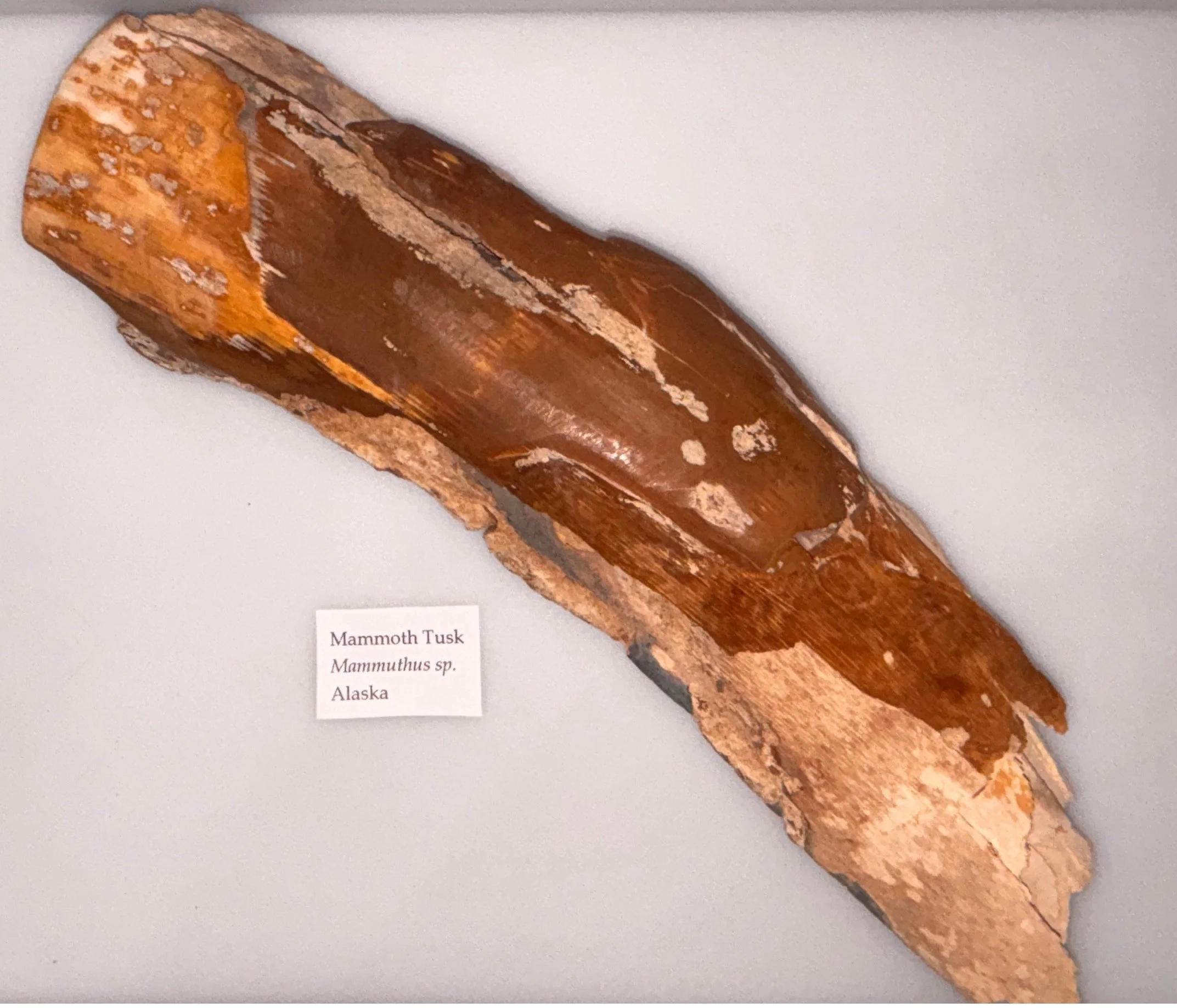 mammoth 5.jpg