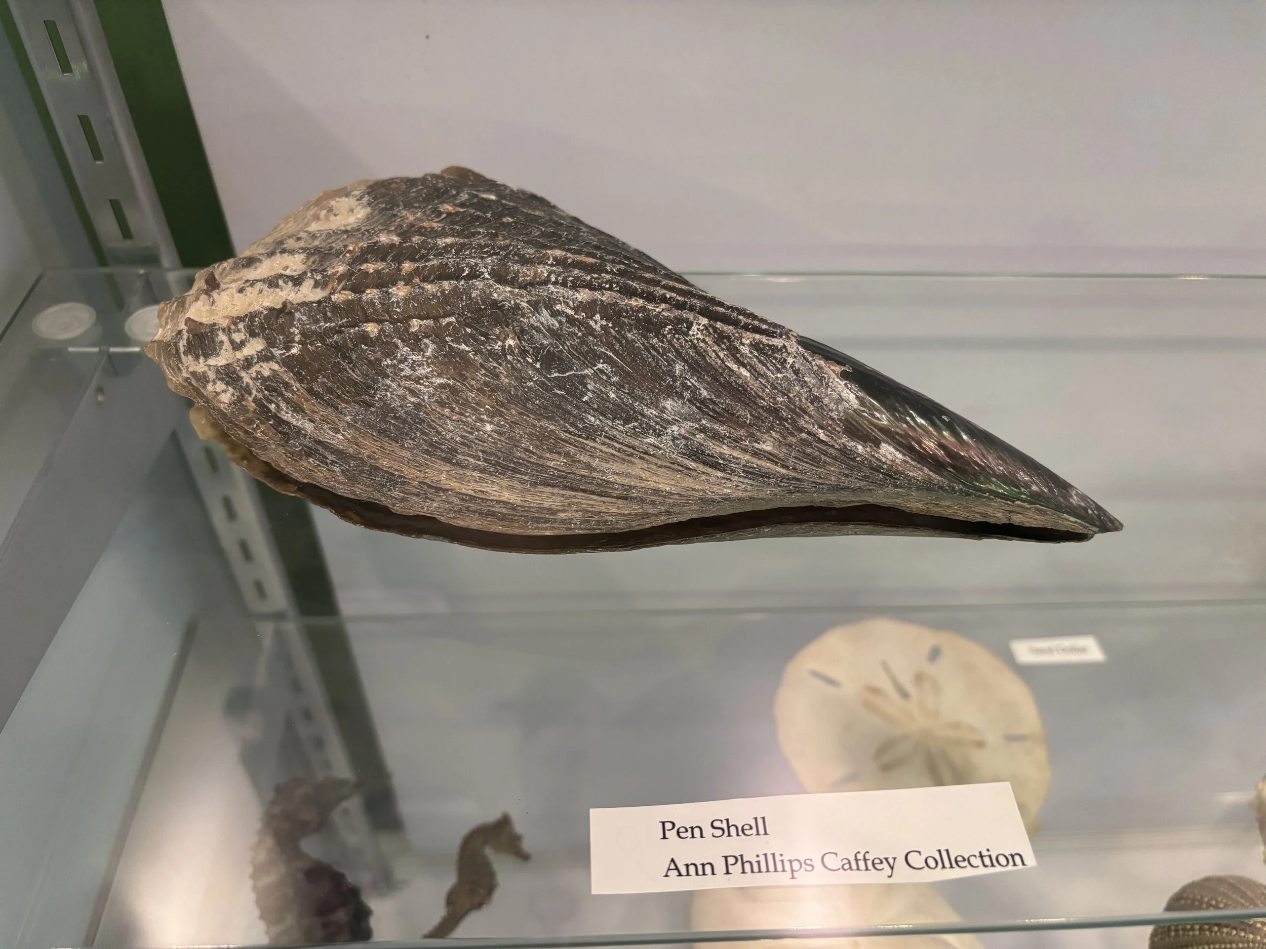 Bivalves