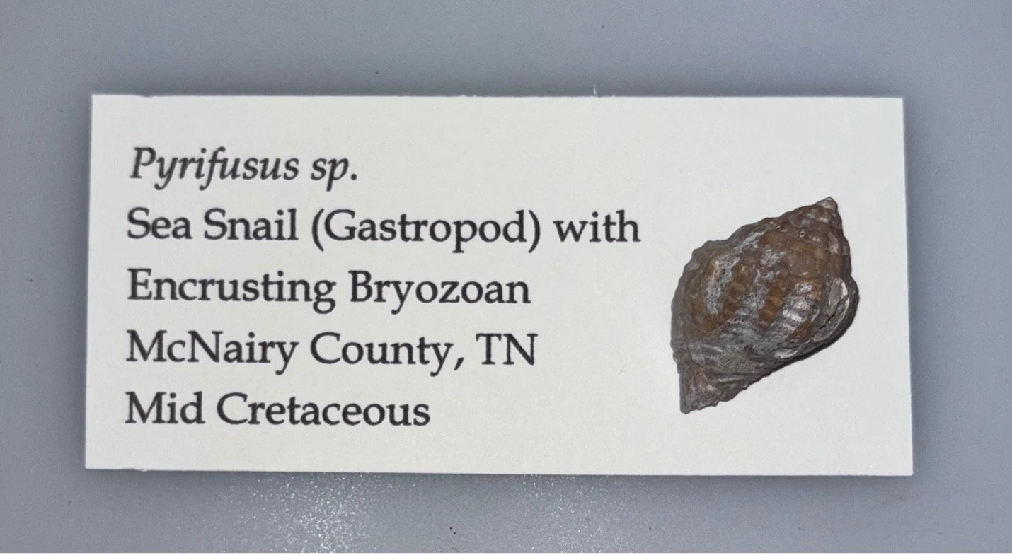 gastropod 2.jpg