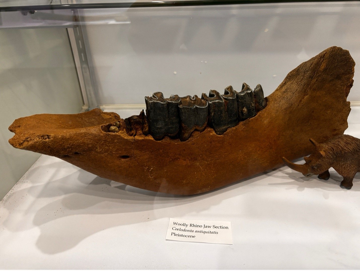 woolly rhino.jpg