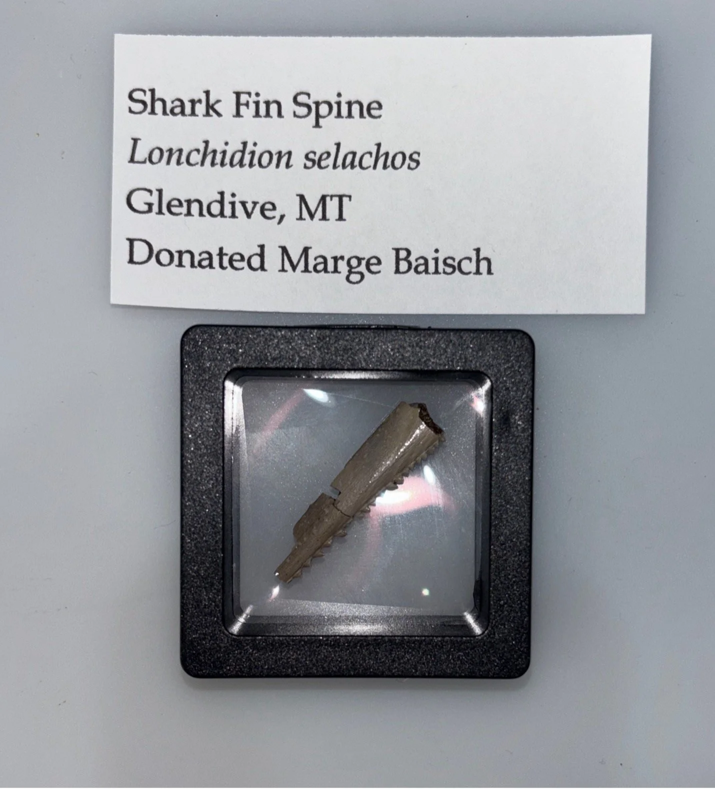 Shark-like Fish
