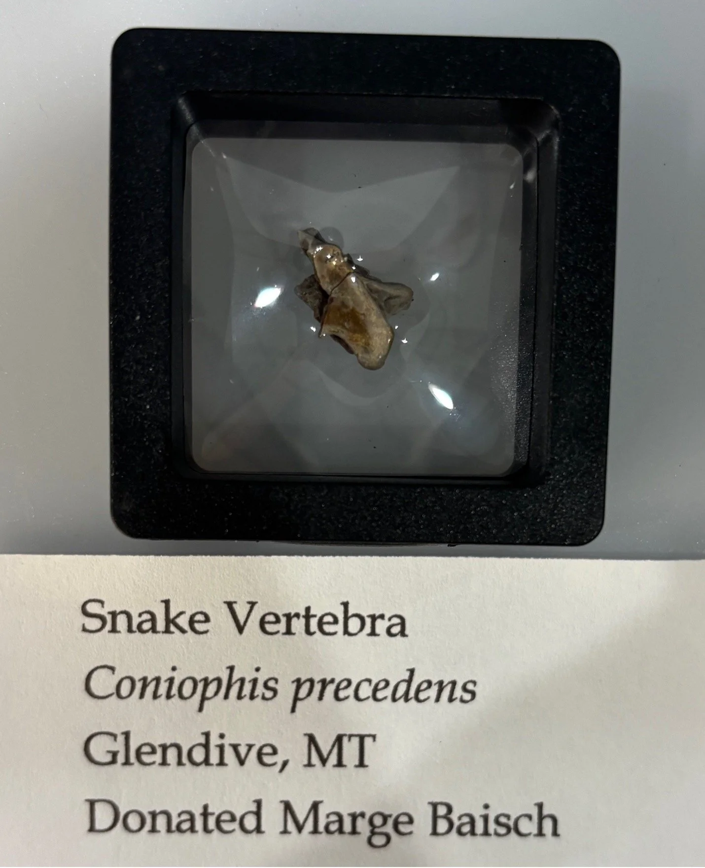 Primitive Snake