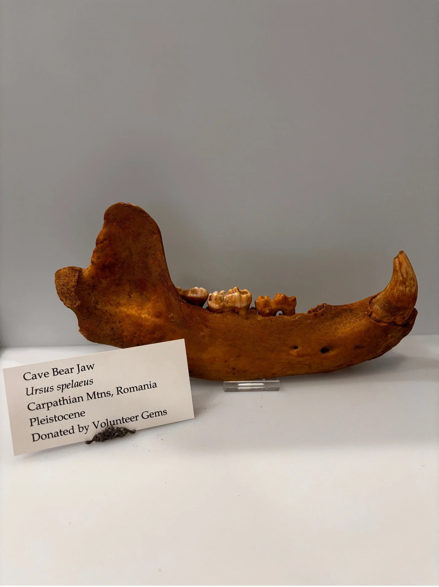 cave bear.jpg