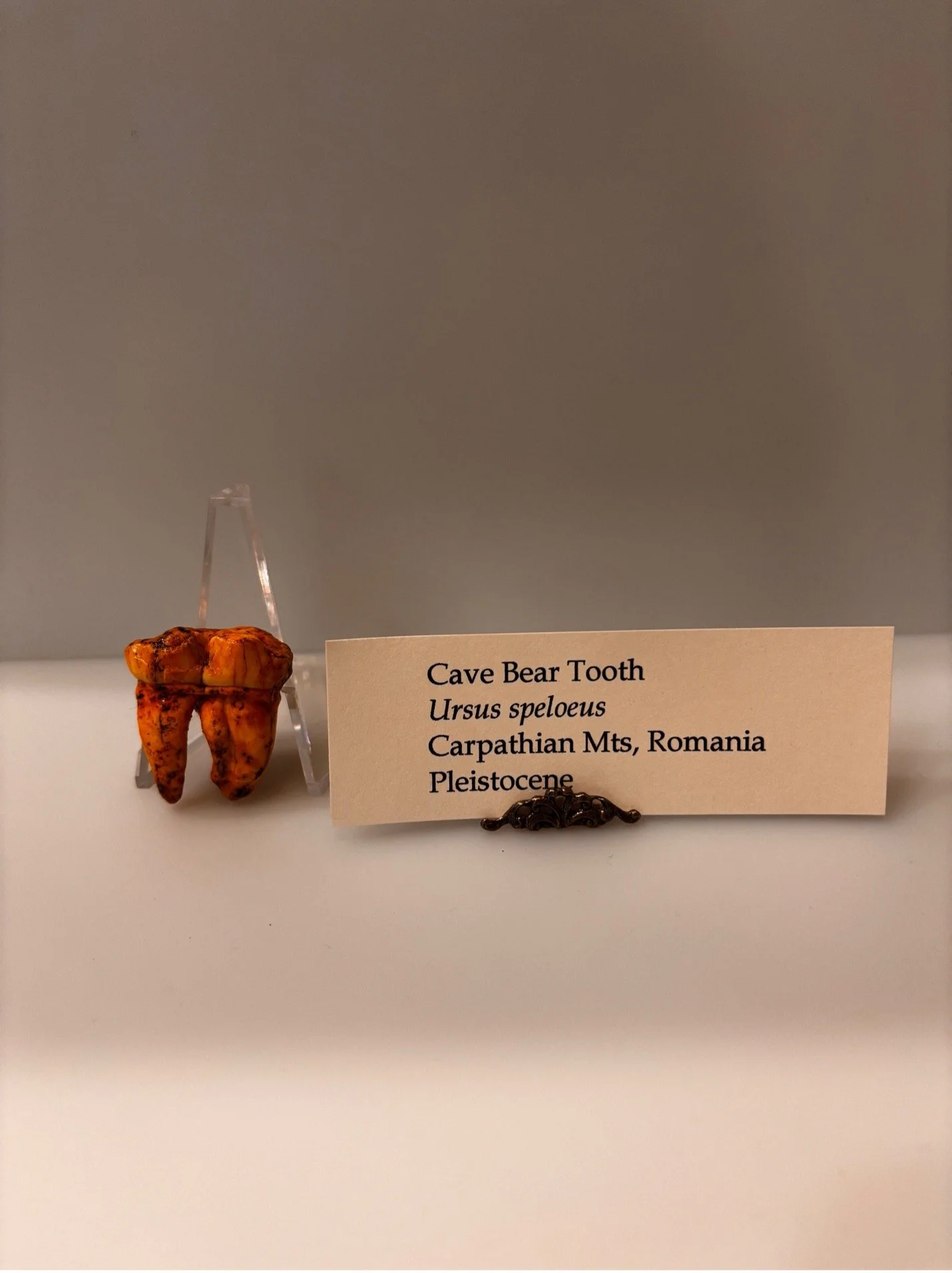 cave bear 2.jpg