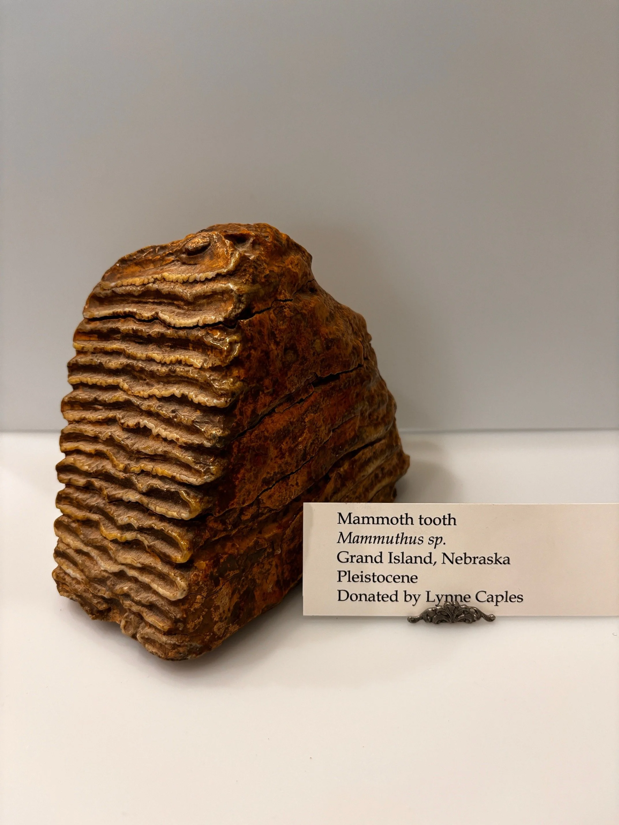 mammoth.jpg