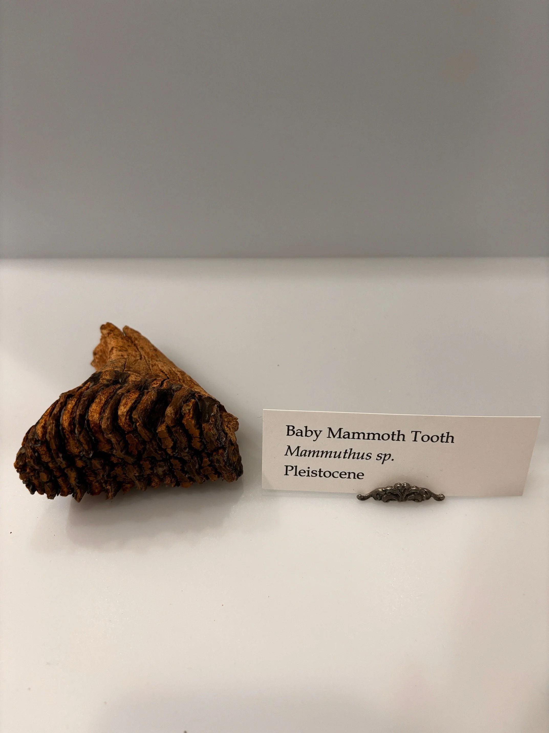 mammoth 4.jpg