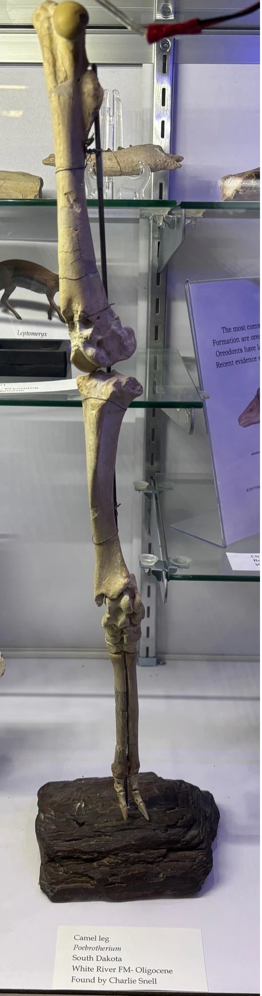 camel leg.jpg