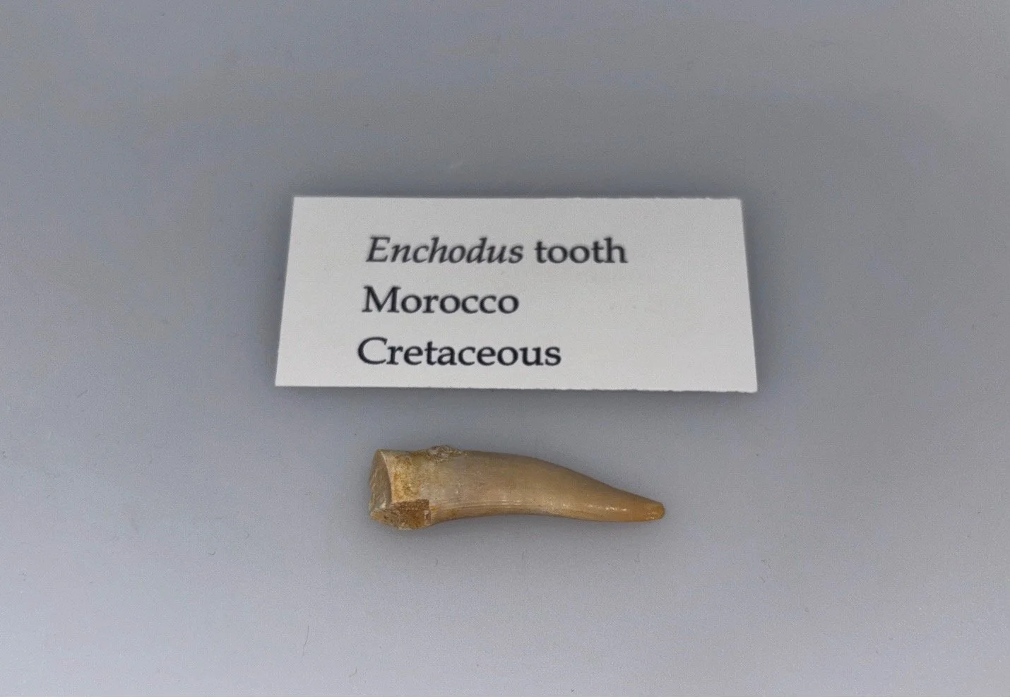 enchodus.jpg