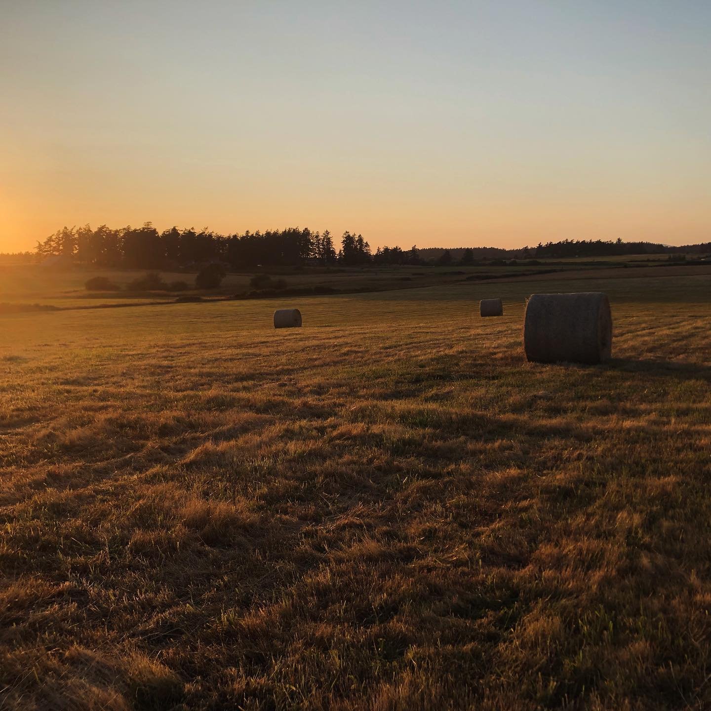 #theoccasionalfarmdiary July 10: End of day dog walk.