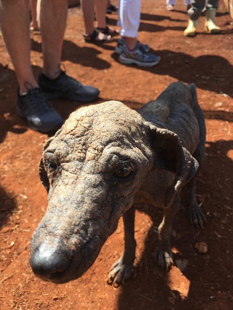 A stray in Alamar suburb