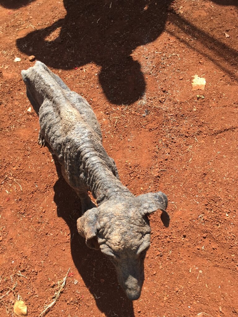 A stray in Alamar suburb