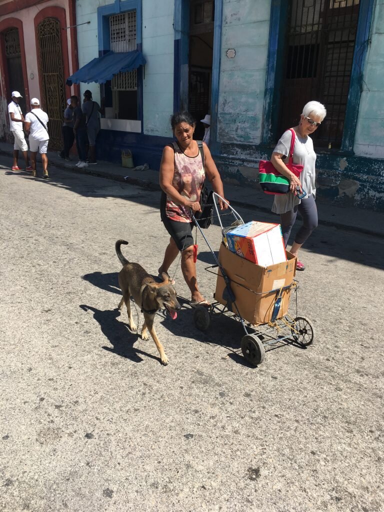 One of the lucky dogs living in Cuba