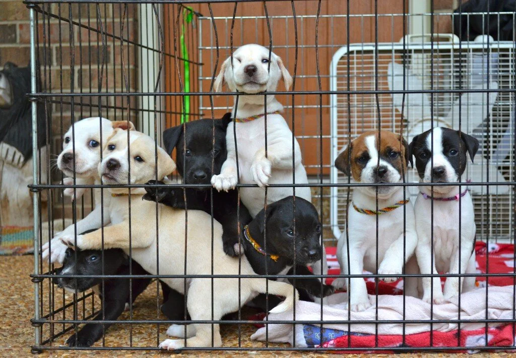 The Magic 8, 8 puppies ICHBA rescued from a Tennessee ghetto