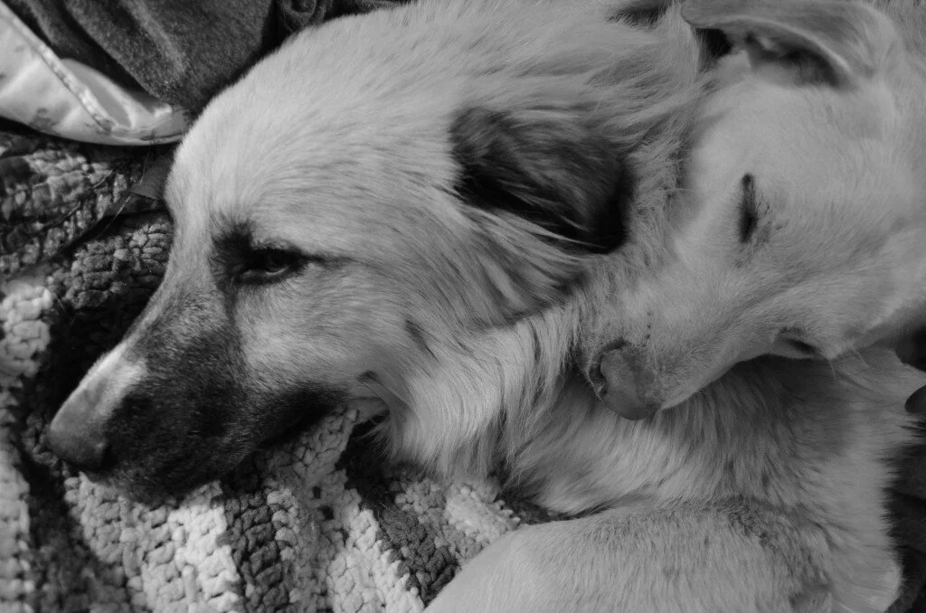 A Love Story: Bentley and Meadow by Melissa