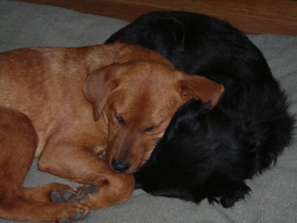 Sweet Sara Puff II and Floyd: Animal Abuse