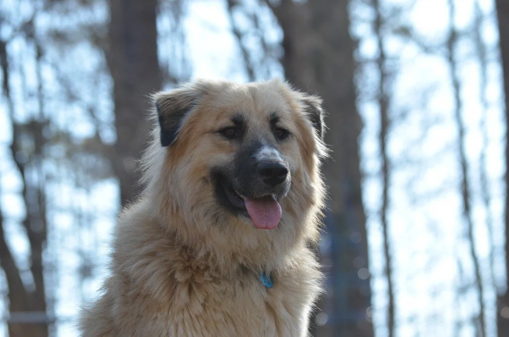 Meadow: Update Three